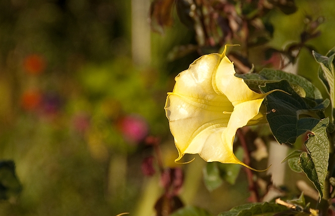 Brugmansia versicolor